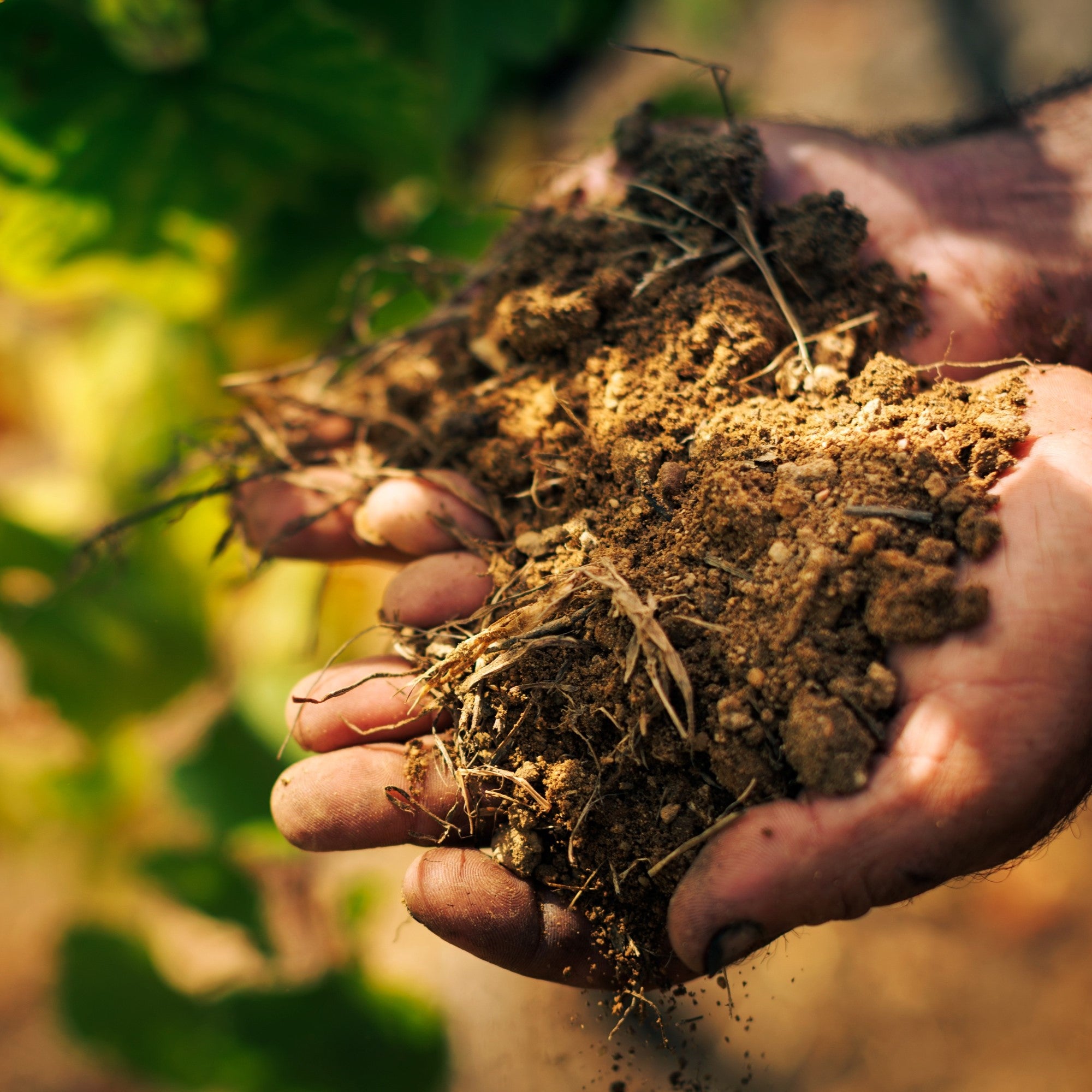 Bairrada: Vinhos, Terroir e Tradição