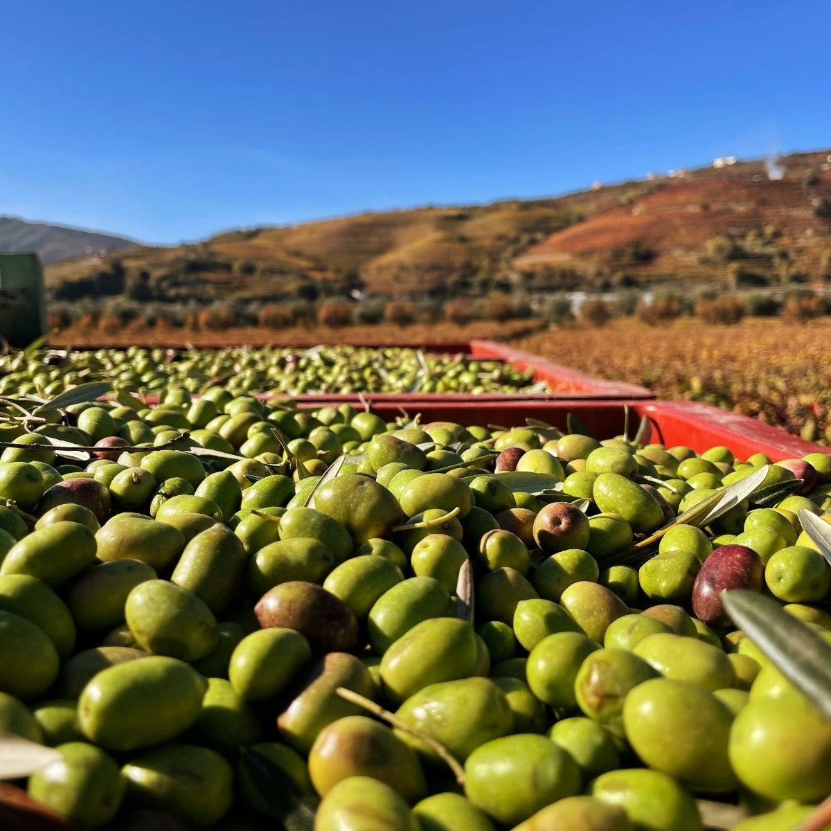 Quinta da Pacheca abre temporada de Olivoturismo com um programa distinto