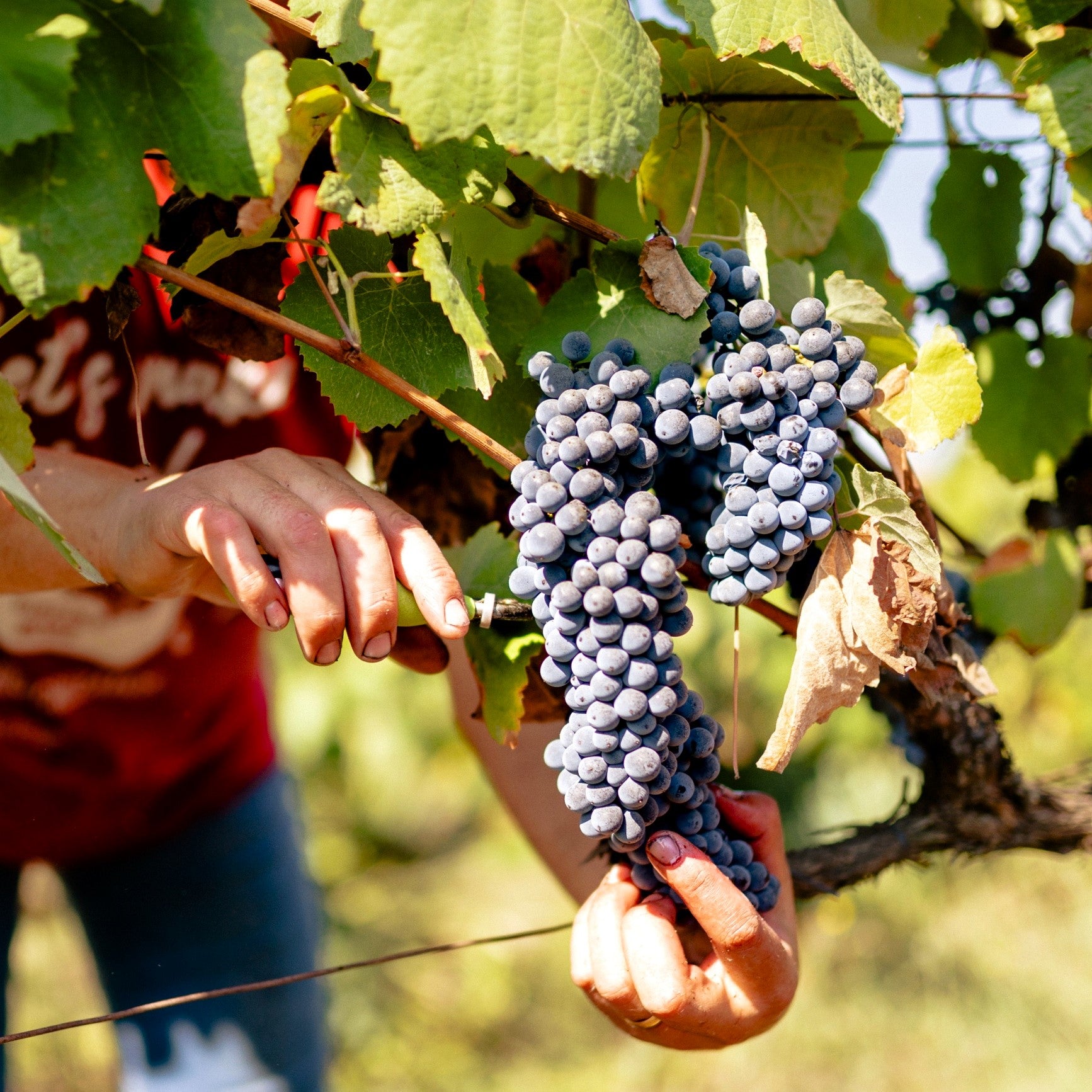 O Grupo Terras e Terroir é a expressão empresarial do fascínio e da paixão pelo mundo dos vinhos.